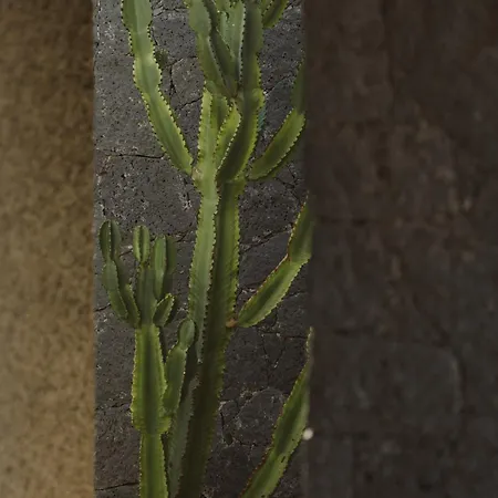 Canaryislandshost I Nativo * カレタ・デ・ファマラ