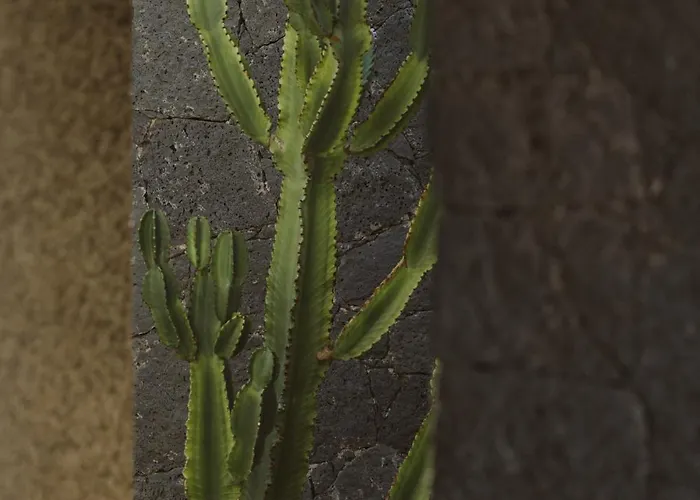 Canaryislandshost I Nativo * فامارا